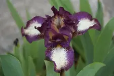 Smgl Katrin1.webp