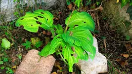 hosta.old.glory_0013.webp
