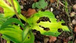 hosta.forbidden.fruit_0019.jpg