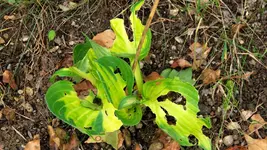 hosta.forbidden.fruit_0018.webp