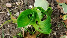 hosta.captain.kirk_0014.webp