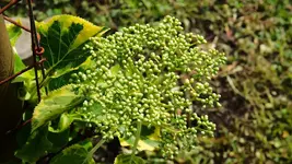 kletterhortensie.miranda.-.hydrangea.petiolaris.miranda_0036.jpg