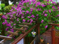 034.webp
