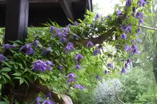 Waldrebe 02.webp