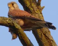 Turmfalke 01.jpg