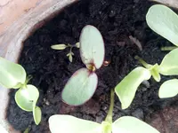 005 (2).webp