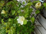 Clematis 2.jpg