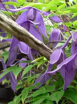 Waldrebe 03.webp