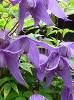 Waldrebe 04.webp