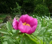 Pfingstrose 03.webp