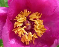 Pfingstrose 04.webp