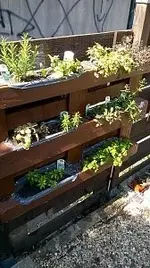 Kräuter in Europalette_1.webp