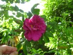 IMG_7815.JPG