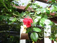 IMG_7811.JPG
