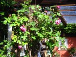 IMG_7812.JPG