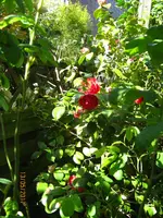 IMG_7819.JPG