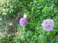 IMG_7821.JPG