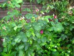 IMG_7823.JPG
