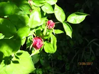 IMG_7825.JPG