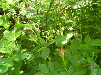 IMG_7827.webp