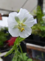 P1010239.webp