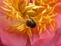 P1010676.webp