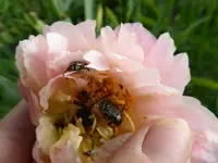 P1010680.webp