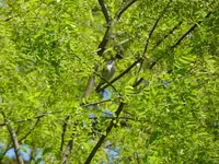 P1010716.webp