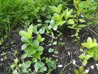 BILD6393.webp