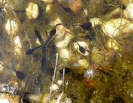 P1130689.webp