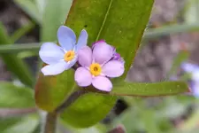 Brüderchenund Schwesterchen_0002.webp