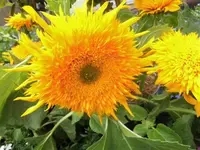 Bilda1175.webp