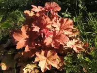 BILD6391.webp
