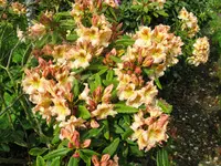 IMG_5462.webp