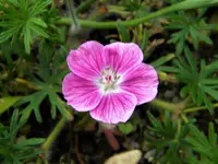 DSCN8529.webp