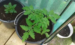 tomate14.5..jpg