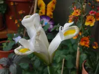 B63.JPG
