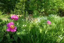 Pfingstrose 05 Mollis.webp