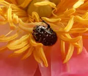 Trauerrosenkäfer 01.webp