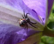 Glanzkrabbenspinne 01.webp