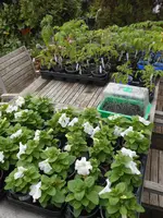 DSCN5226.webp