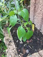 DSCN5213.jpg