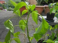 DSCN5204.webp