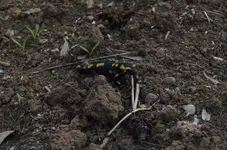 2017-05-13 Salamander.webp