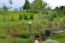 2017-05-14 Weidenblättrige Birne und Eberesche2.webp