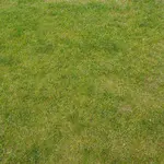 Rasen von 2013.webp