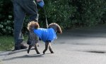 IMG_0951v.JPG
