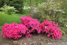 DSCF8770.webp