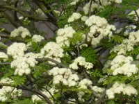 P1050448Eberesche.webp
