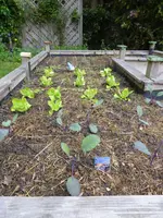 P1050481Hochbeet.webp